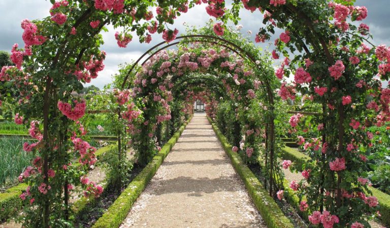 A Blossoming Escape: Discovering the Rose Garden in Bangkok